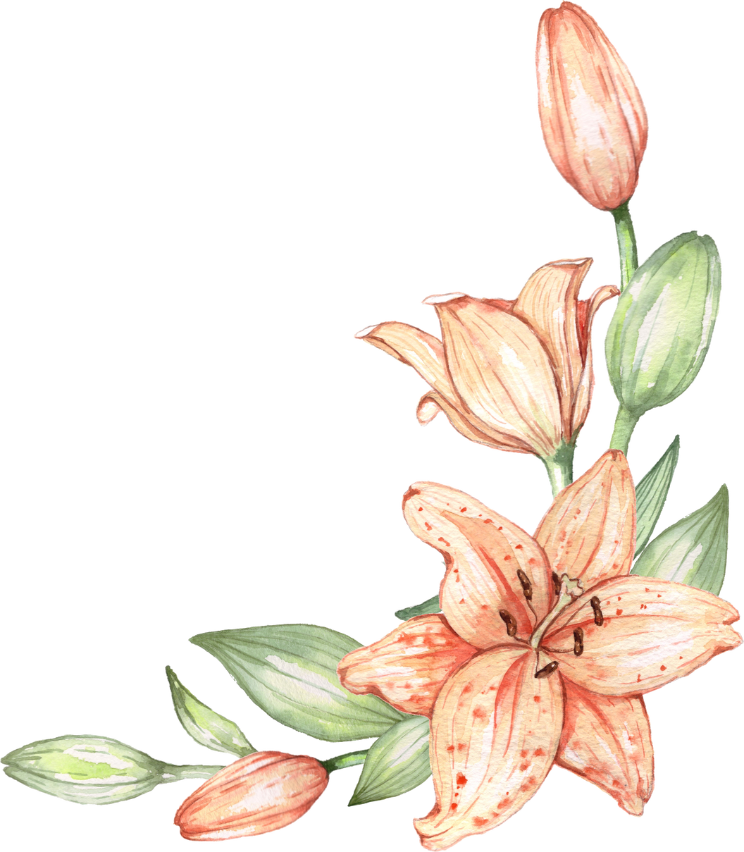 Peach Watercolor Lily Flowers Illustration Cutout